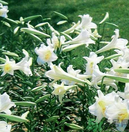 百合花可以吃嗎？百合花吃哪種？