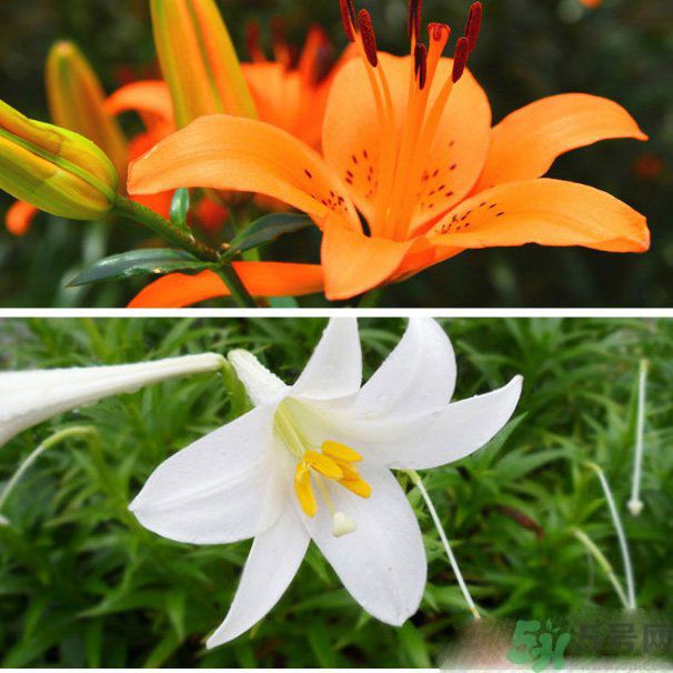 百合花可以吃嗎？百合花吃哪種？