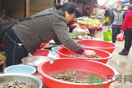 怎么挑選螺螄？螺螄怎么清洗？