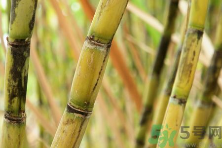 清明節(jié)可以吃甘蔗嗎？清明節(jié)不能吃哪些食物？