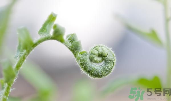 清明節(jié)可以吃甘蔗嗎？清明節(jié)不能吃哪些食物？