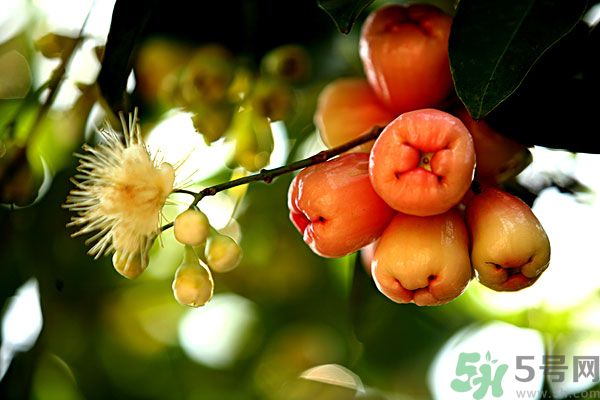蓮霧月經(jīng)期間能吃嗎？來月經(jīng)能不能吃蓮霧？