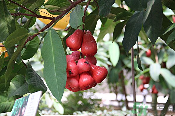 蓮霧月經(jīng)期間能吃嗎？來月經(jīng)能不能吃蓮霧？