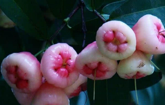 蓮霧皮能吃嗎？蓮霧要不要削皮？