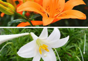 百合花可以吃嗎？百合花吃哪種？