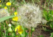 蒲公英可以做菜吃嗎?蒲公英和什么做菜好吃?