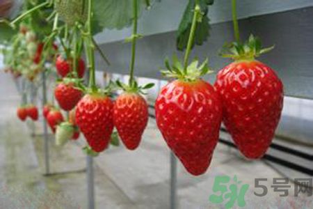 糖尿病可以吃草莓嗎？糖尿病吃草莓好嗎？
