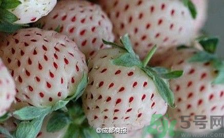 菠蘿莓好吃嗎？菠蘿莓好不好吃？