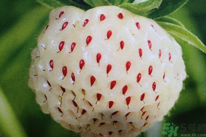 菠蘿莓好吃嗎？菠蘿莓好不好吃？