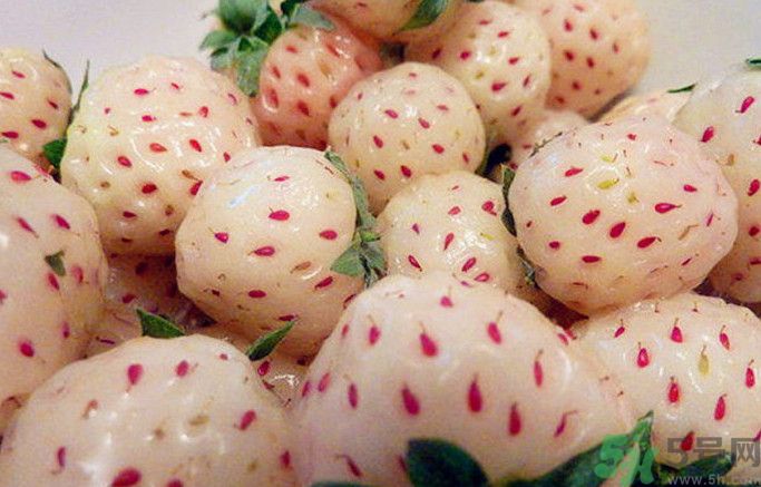 菠蘿莓孕婦能吃嗎？菠蘿莓懷孕可以吃嗎？