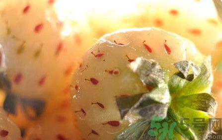 菠蘿莓孕婦能吃嗎？菠蘿莓懷孕可以吃嗎？