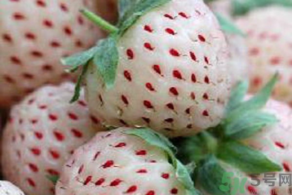 菠蘿莓孕婦能吃嗎？菠蘿莓懷孕可以吃嗎？