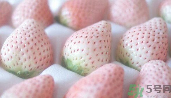 寶寶能吃菠蘿莓嗎？嬰幼兒能吃菠蘿莓嗎？