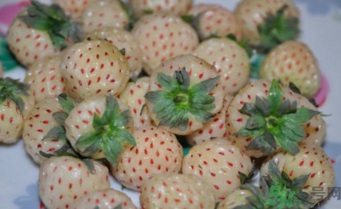 寶寶能吃菠蘿莓嗎？嬰幼兒能吃菠蘿莓嗎？