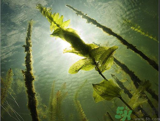 海帶用冷水泡還是熱水泡發(fā)？海帶怎么泡才不會發(fā)硬？