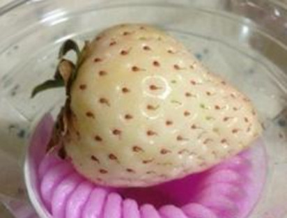 懷孕初期能吃菠蘿莓嗎？懷孕5個(gè)月可以吃菠蘿莓嗎？