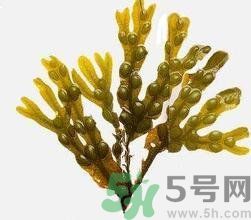 哪種海帶吃起來比較好？海帶有什么類別？