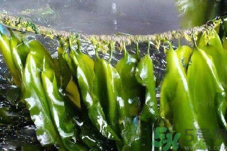 哪種海帶吃起來比較好？海帶有什么類別？