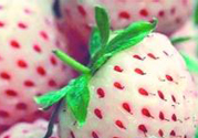 菠蘿莓哪里有賣的?菠蘿莓在哪里可以買?