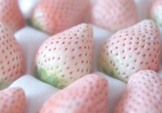 寶寶能吃菠蘿莓嗎？嬰幼兒能吃菠蘿莓嗎？
