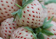 菠蘿莓怎么洗才干凈？菠蘿莓怎么清洗？