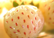 菠蘿莓的營養(yǎng)價值和功效 吃菠蘿莓有什么營養(yǎng)