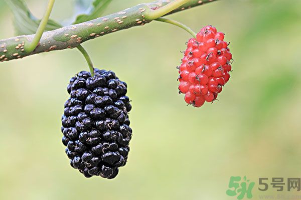 哺乳期能不能吃桑葚？桑葚產(chǎn)婦能吃嗎？
