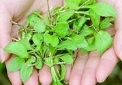 吃馬蘭頭有什么好處?馬蘭頭的功效與作用