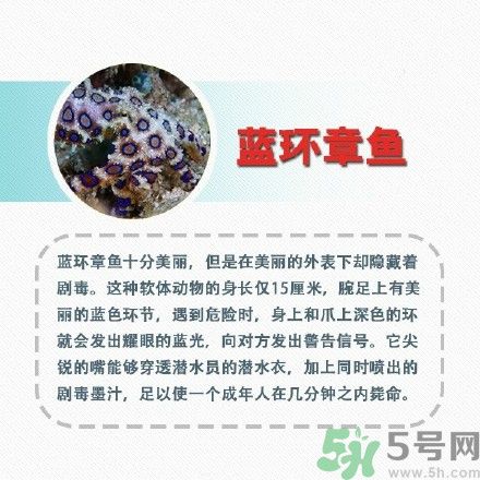 劇毒藍(lán)環(huán)章魚當(dāng)寵物賣,被藍(lán)環(huán)章魚咬了怎么辦?