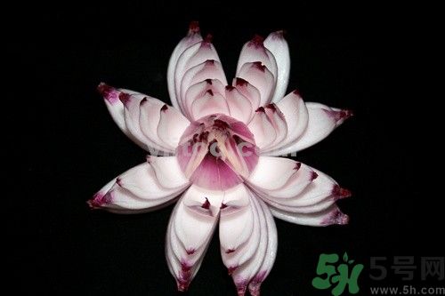 洋蔥可以包餃子嗎？洋蔥怎么做餃子餡？