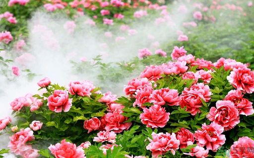 牡丹的花語(yǔ)是什么？牡丹的寓意是什么？