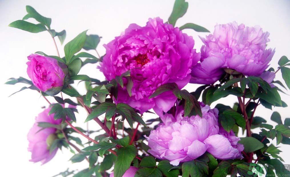 牡丹的花語(yǔ)是什么？牡丹的寓意是什么？