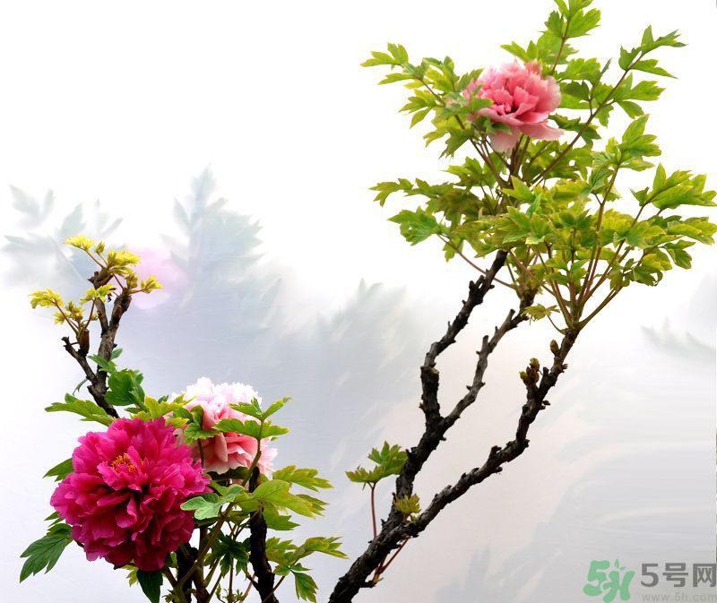 牡丹的花語(yǔ)是什么？牡丹的寓意是什么？