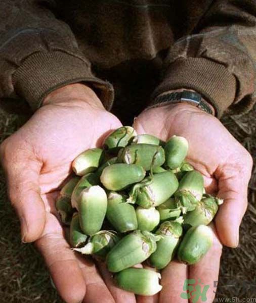 吃檳榔會(huì)致癌嗎？吃檳榔好不好？