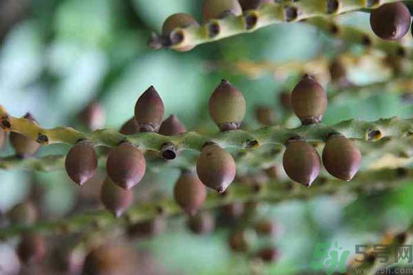 吃檳榔會(huì)致癌嗎？吃檳榔好不好？