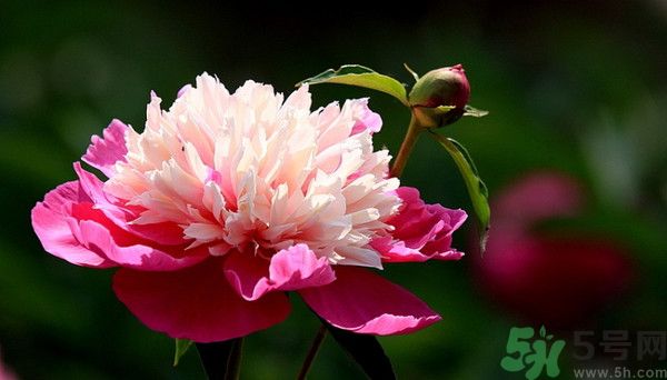 牡丹花可以吃嗎？牡丹花怎么做好吃？