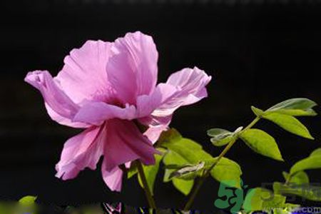 牡丹花可以吃嗎？牡丹花怎么做好吃？