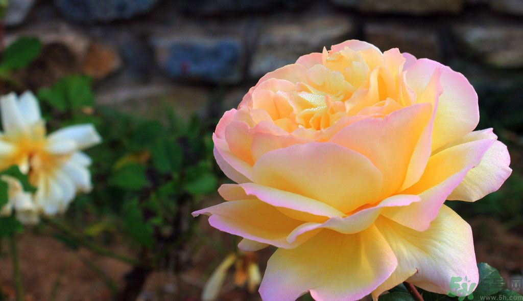 牡丹花茶可以美白嗎？喝牡丹花可以美白嗎？