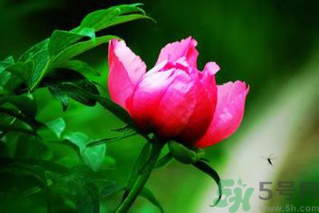 牡丹花茶可以美白嗎？喝牡丹花可以美白嗎？
