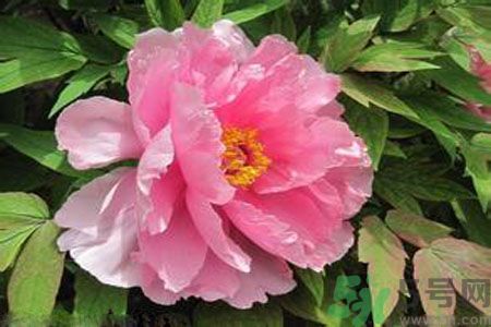 牡丹花茶可以美白嗎？喝牡丹花可以美白嗎？