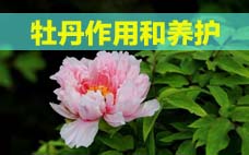 扦插的月季多久會(huì)開(kāi)花？扦插月季多久可開(kāi)花？