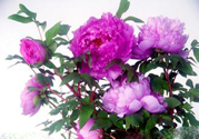 牡丹花可以吃嗎？牡丹花怎么做好吃？