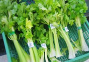 芹菜是酸性還是堿性?芹菜是酸性食物還是堿性食物?