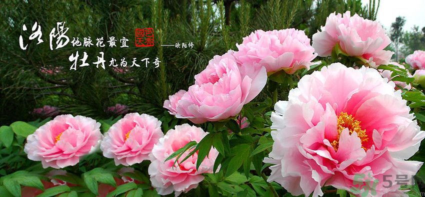 洛陽(yáng)牡丹文化節(jié)活動(dòng)有哪些？洛陽(yáng)牡丹文化節(jié)門票是多少？