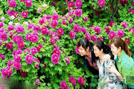 洛陽(yáng)牡丹文化節(jié)活動(dòng)有哪些？洛陽(yáng)牡丹文化節(jié)門票是多少？