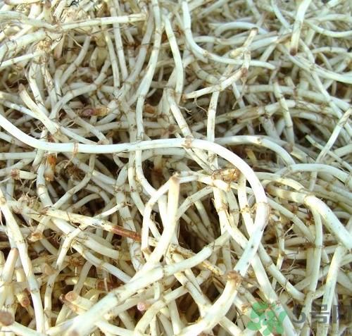 魚腥草可以炎癥嗎？魚腥草怎么治炎癥？