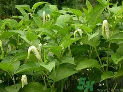 魚腥草可以止咳嗎？魚腥草止咳的辦法有哪些？