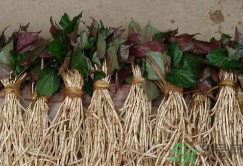 烏藥能和魚腥草一起泡茶喝嗎？烏藥和魚腥草一起吃好不好？