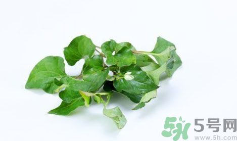 魚腥草可以抗輻射嗎？魚腥草怎么防輻射？