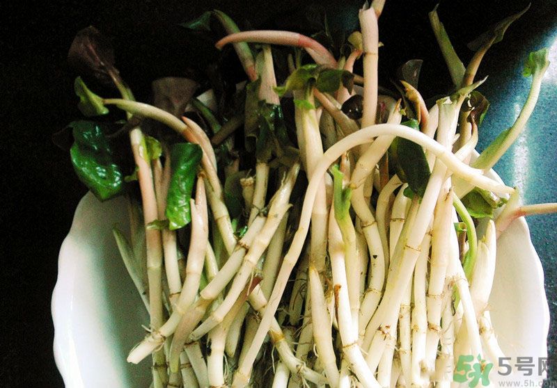 魚腥草可以抗輻射嗎？魚腥草怎么防輻射？